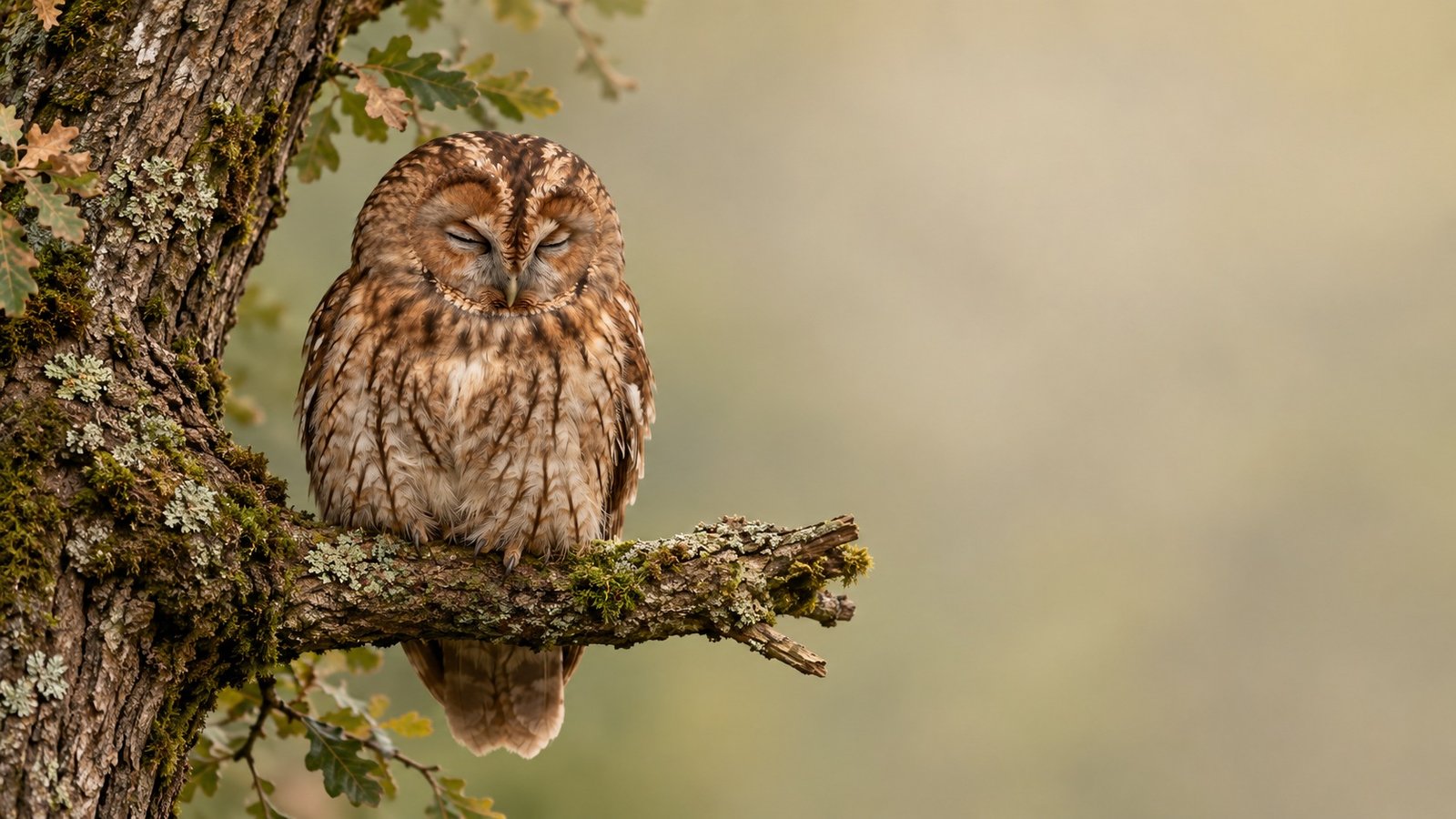 Sleeping tawny owl in woodland